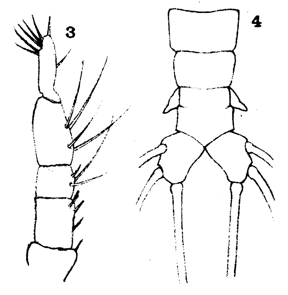 Species Cymbasoma zetlandicum - Plate 4 of morphological figures