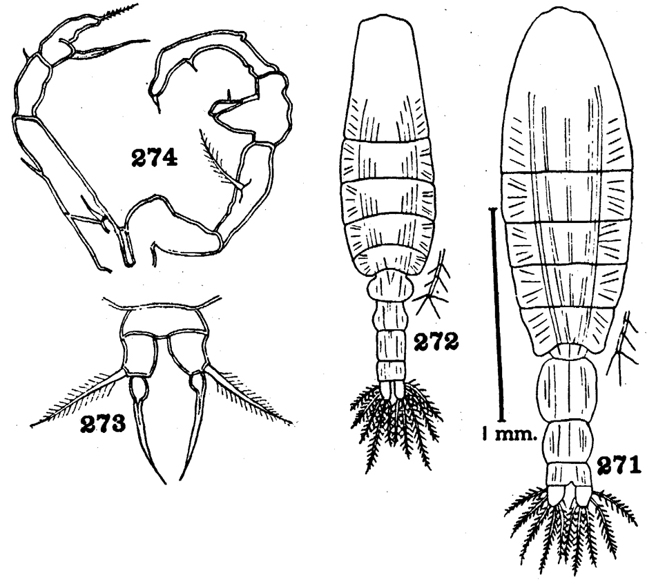 Espèce Acartia (Acanthacartia) tumida - Planche 2 de figures morphologiques