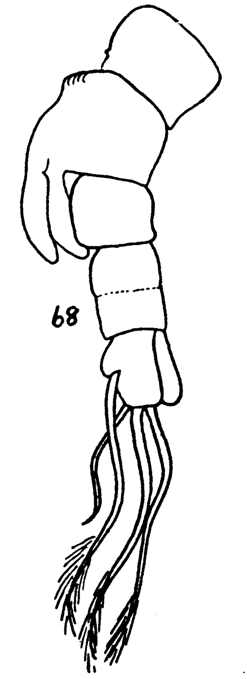 Espce Monstrilla bernardensis - Planche 3 de figures morphologiques