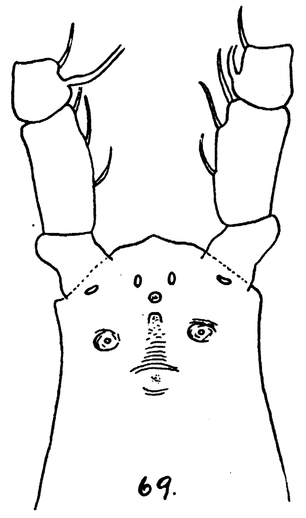 Espce Monstrilla bernardensis - Planche 1 de figures morphologiques