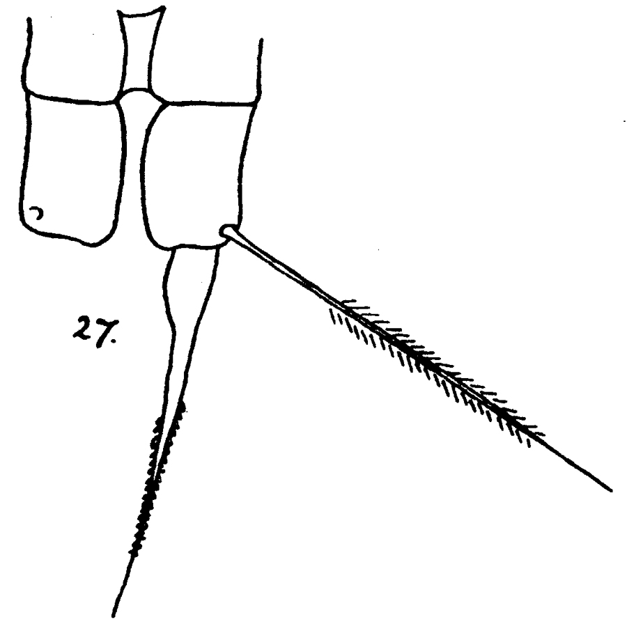 Espèce Acartia (Acanthacartia) tumida - Planche 3 de figures morphologiques