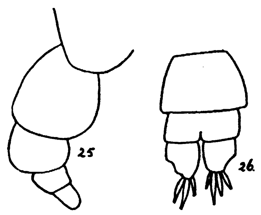 Espèce Acartia (Acanthacartia) tumida - Planche 4 de figures morphologiques