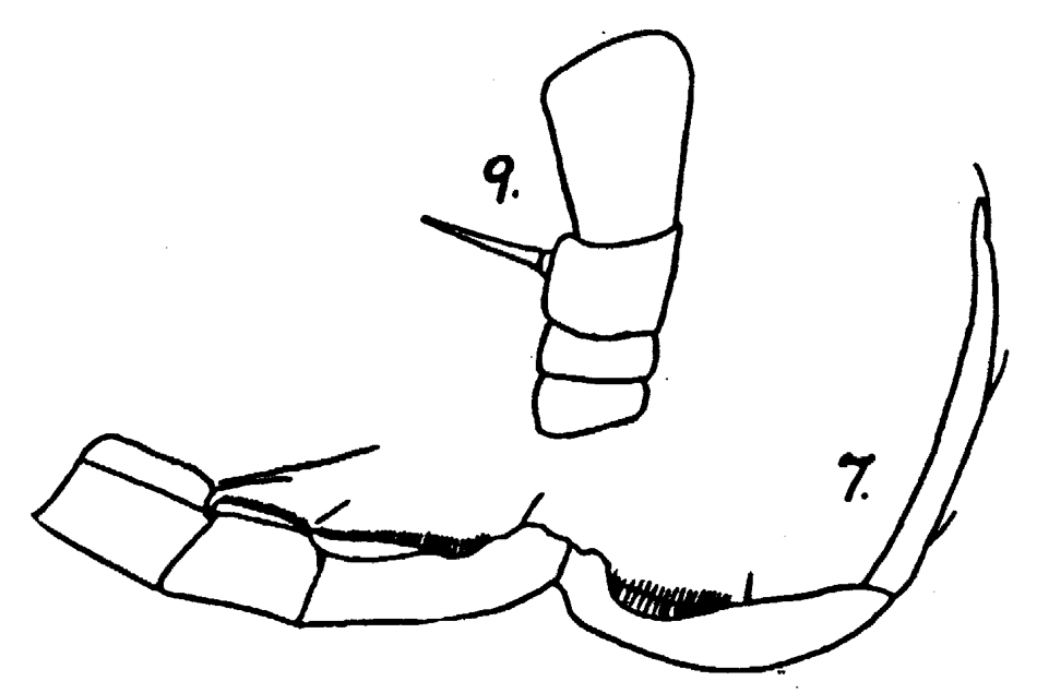 Espce Eurytemora pacifica - Planche 8 de figures morphologiques