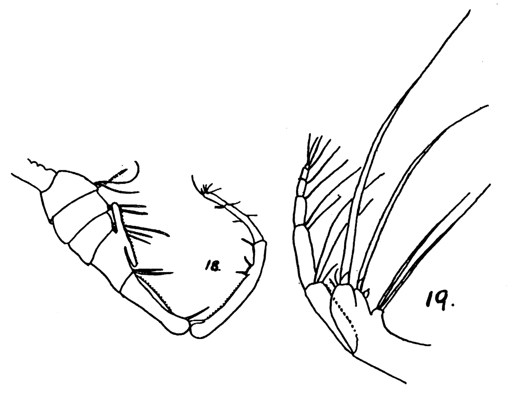 Espce Epilabidocera longipedata - Planche 11 de figures morphologiques