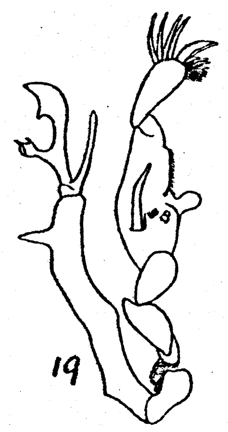 Espèce Stephos arcticus - Planche 2 de figures morphologiques