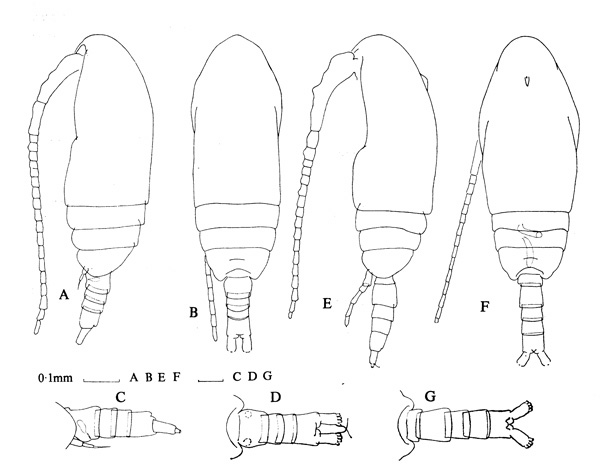Espèce Paracalanus indicus - Planche 4 de figures morphologiques