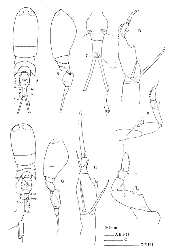 Espèce Corycaeus (Ditrichocorycaeus) aucklandicus - Planche 2 de figures morphologiques