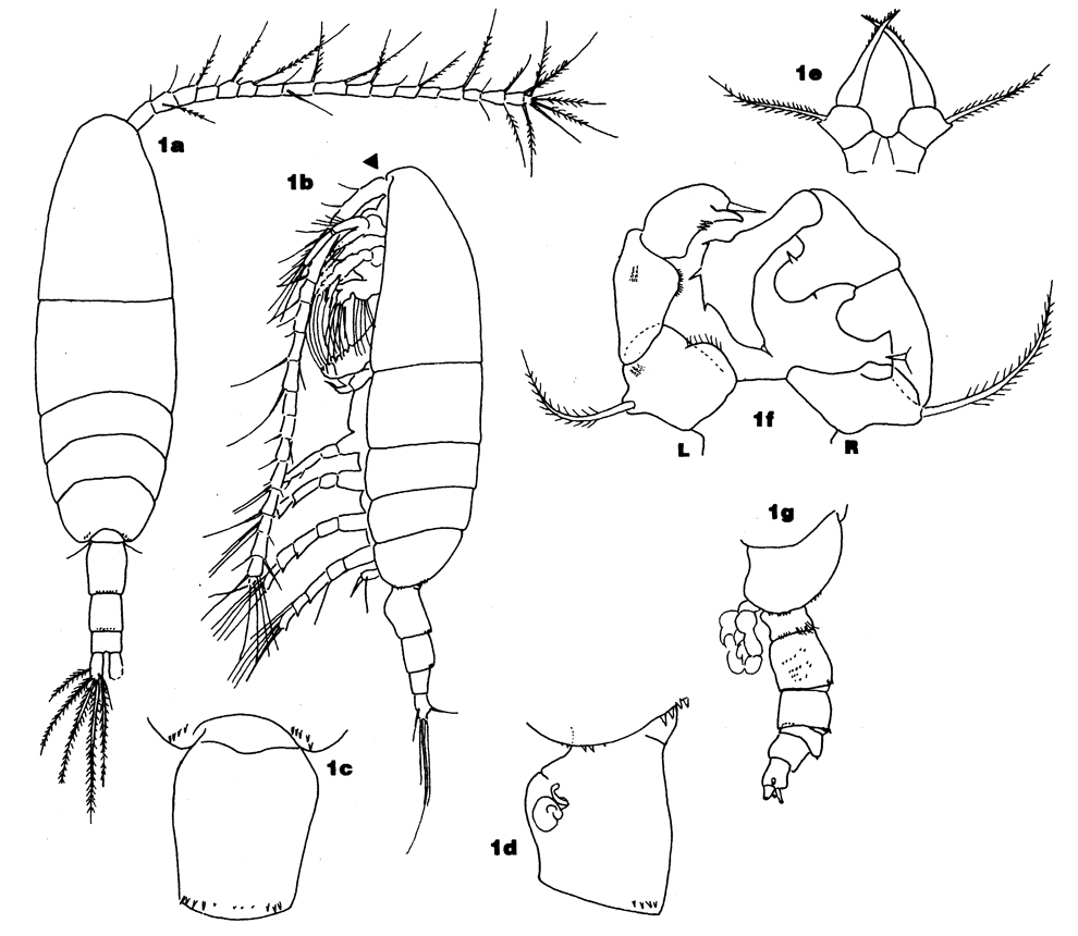 Species Acartia (Acartiura) clausi - Plate 48 of morphological figures