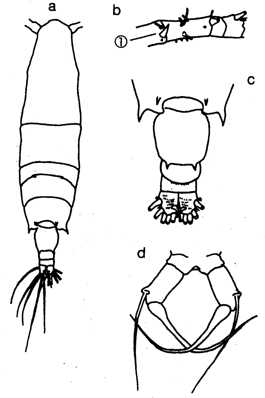 Species Acartia (Odontacartia) japonica - Plate 5 of morphological figures