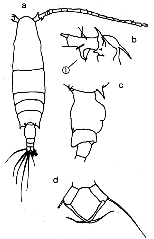 Espce Acartia (Odontacartia) bispinosa - Planche 9 de figures morphologiques