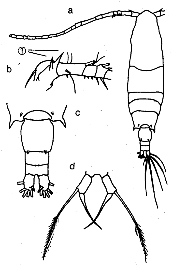 Espce Acartia (Odontacartia) erythraea - Planche 13 de figures morphologiques