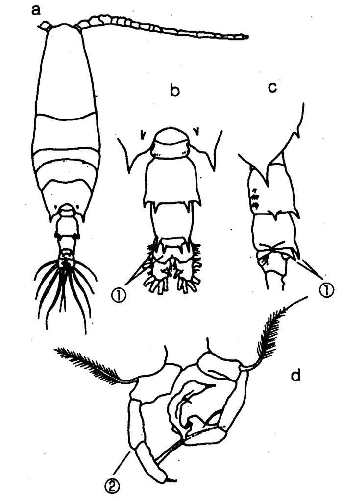Species Acartia (Odontacartia) pacifica - Plate 11 of morphological figures