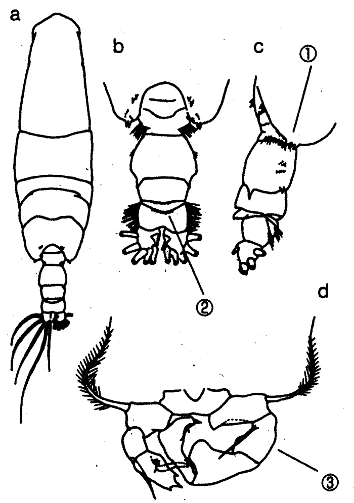 Species Acartia (Odontacartia) japonica - Plate 6 of morphological figures