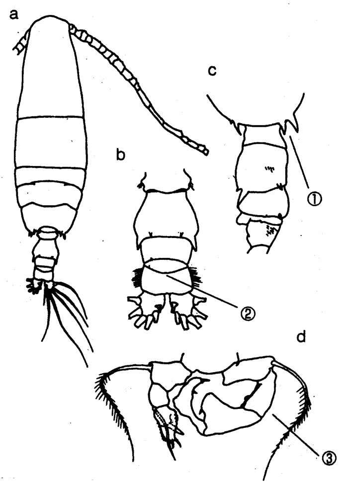 Espce Acartia (Odontacartia) bispinosa - Planche 10 de figures morphologiques