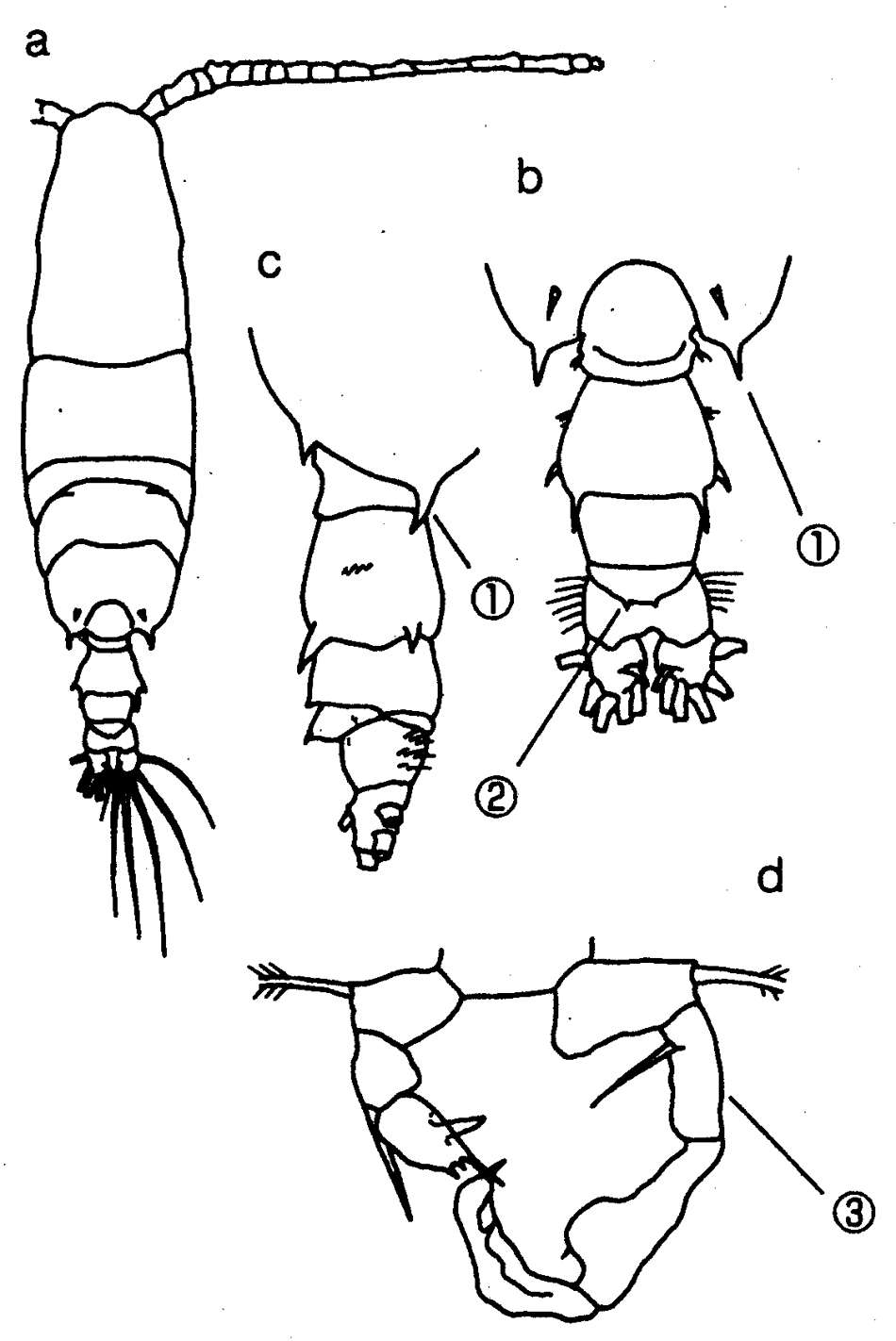 Species Acartia (Odontacartia) erythraea - Plate 14 of morphological figures