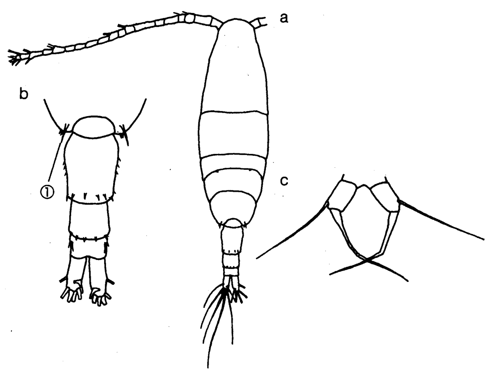 Espce Acartia (Acartiura) longiremis - Planche 14 de figures morphologiques