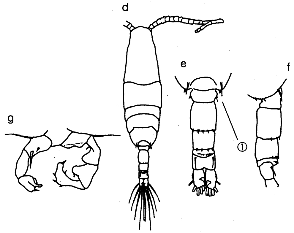 Species Acartia (Acartiura) longiremis - Plate 15 of morphological figures