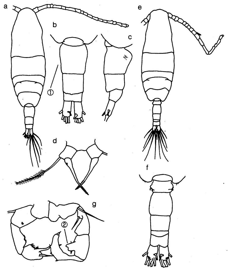 Espce Acartia (Acartiura) omorii - Planche 14 de figures morphologiques