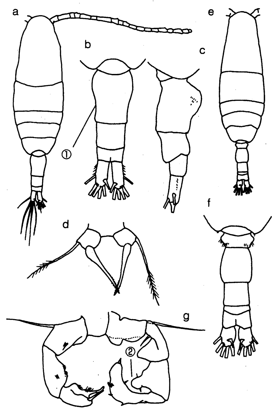 Species Acartia (Acartiura) hudsonica - Plate 17 of morphological figures