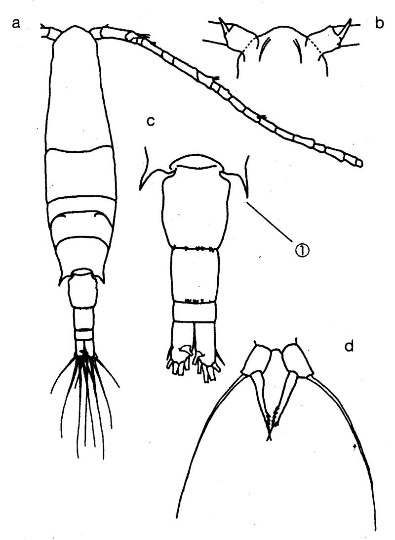 Espèce Acartia (Acartia) danae - Planche 14 de figures morphologiques