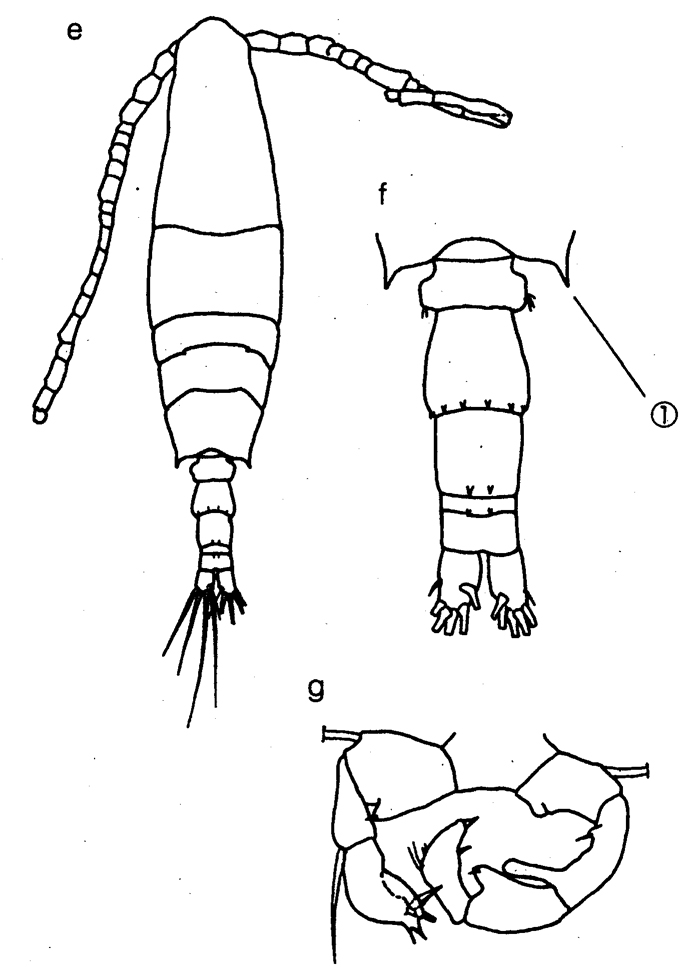 Espèce Acartia (Acartia) danae - Planche 15 de figures morphologiques