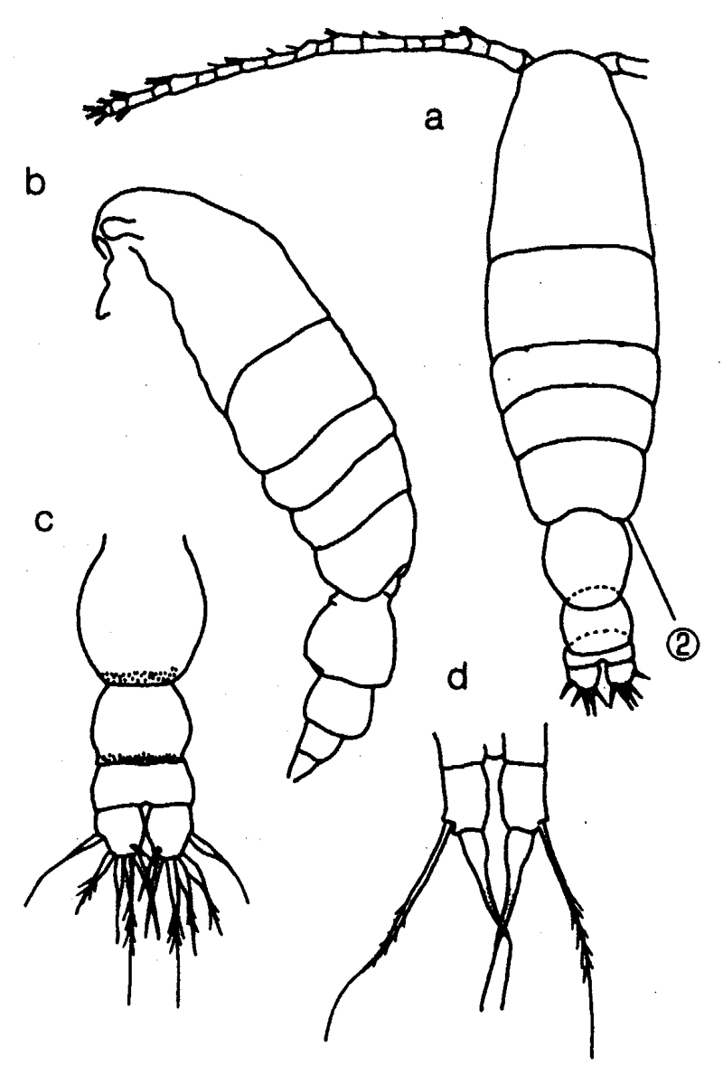 Espèce Acartia (Acanthacartia) tumida - Planche 5 de figures morphologiques