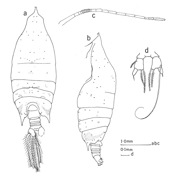 Espce Arietellus aculeatus - Planche 3 de figures morphologiques