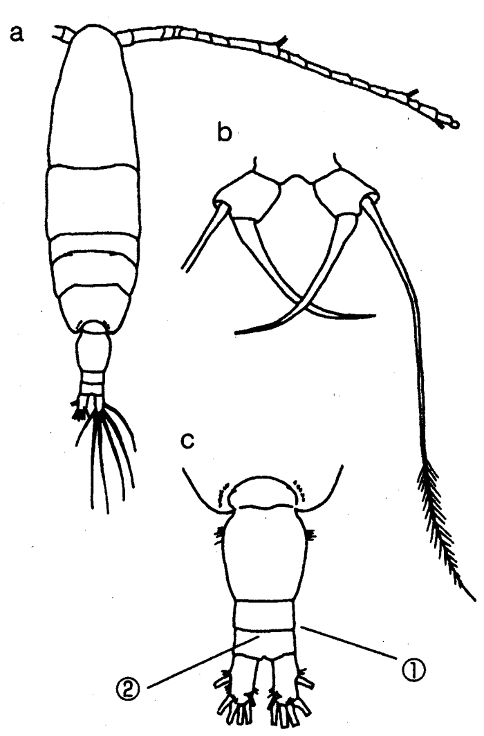 Espèce Acartia (Acanthacartia) fossae - Planche 6 de figures morphologiques