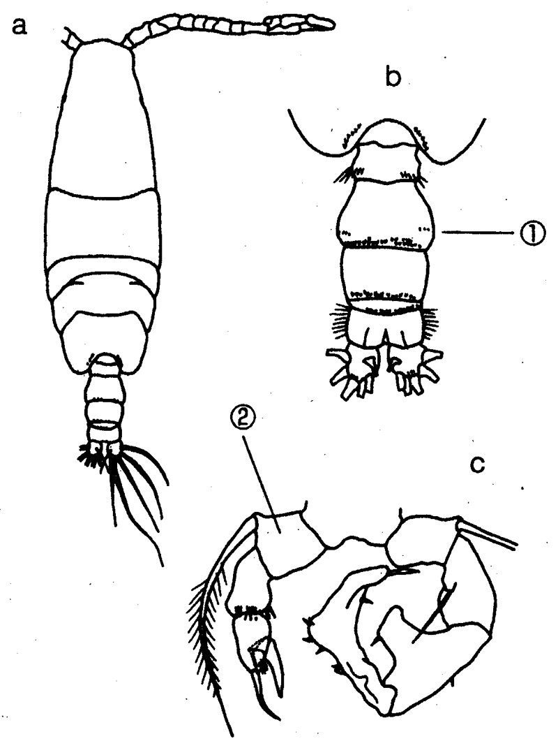 Espèce Acartia (Acanthacartia) fossae - Planche 7 de figures morphologiques