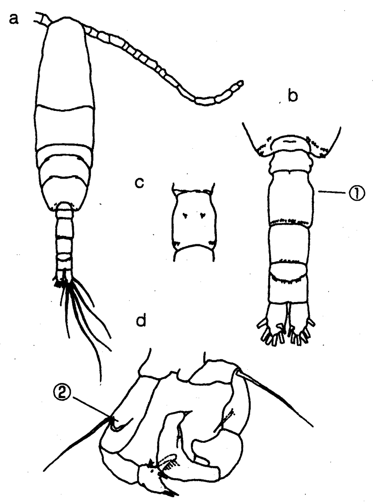 Species Acartia (Acanthacartia) steueri - Plate 5 of morphological figures