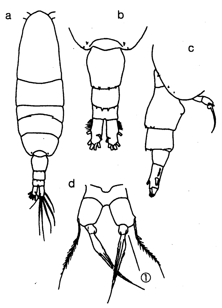 Espèce Acartia (Acanthacartia) sinjiensis - Planche 14 de figures morphologiques