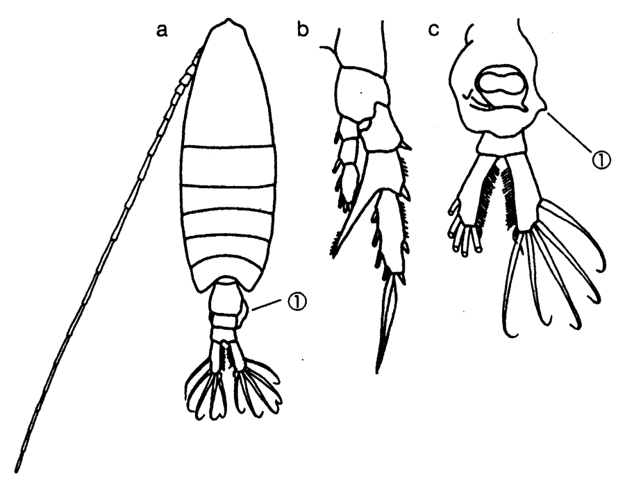 Espce Centropages longicornis - Planche 4 de figures morphologiques