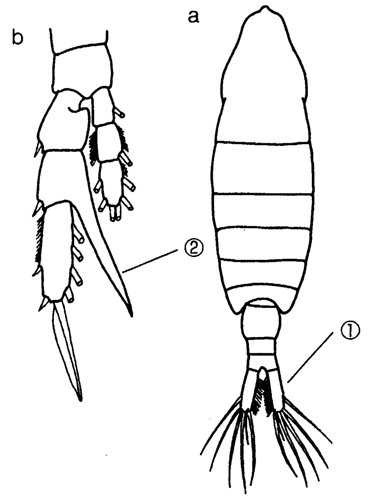 Espèce Centropages elongatus - Planche 7 de figures morphologiques