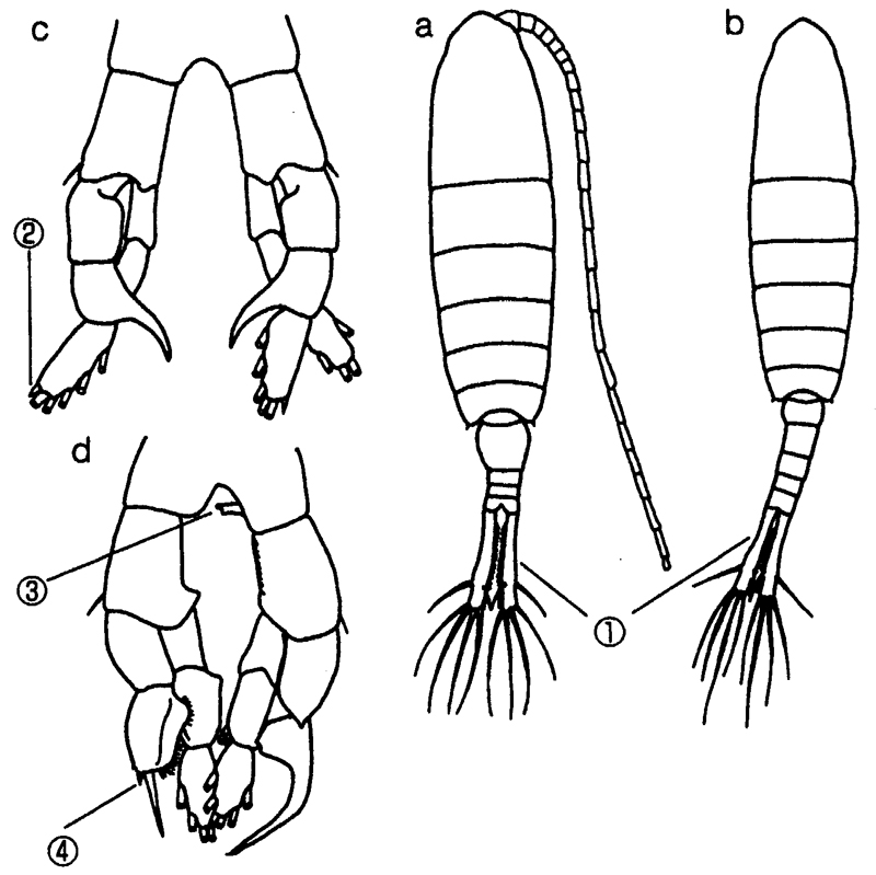 Espce Sinocalanus tenellus - Planche 2 de figures morphologiques
