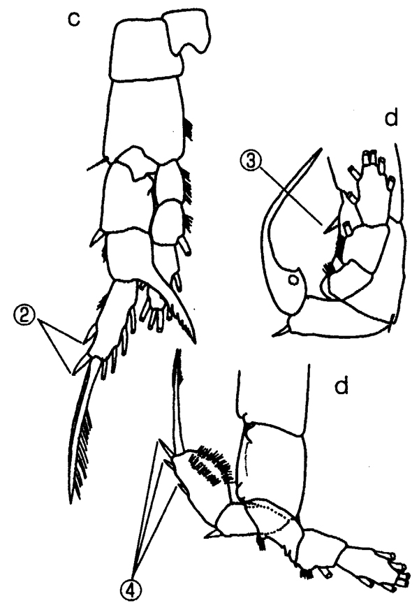 Espce Sinocalanus sinensis - Planche 7 de figures morphologiques