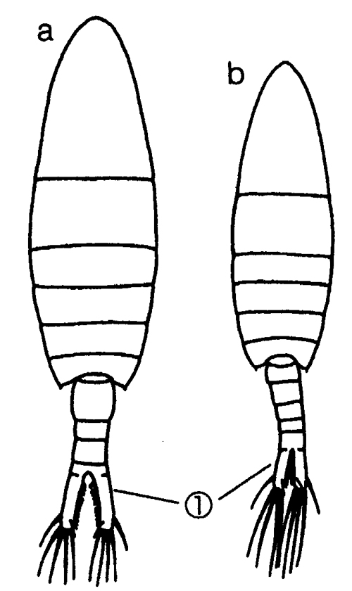 Species Sinocalanus sinensis - Plate 6 of morphological figures