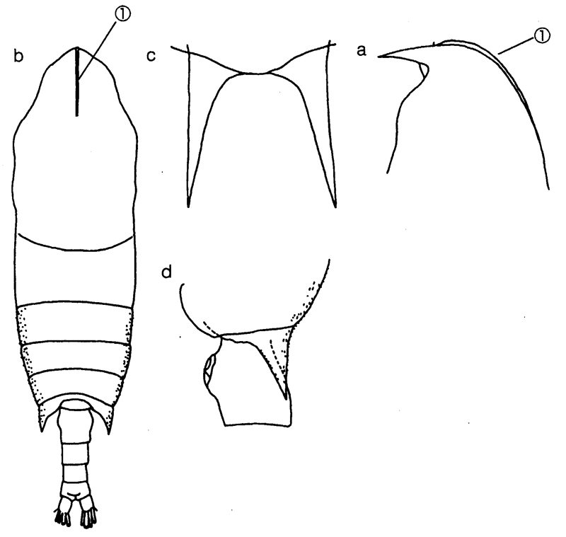 Species Aetideopsis cristata - Plate 4 of morphological figures