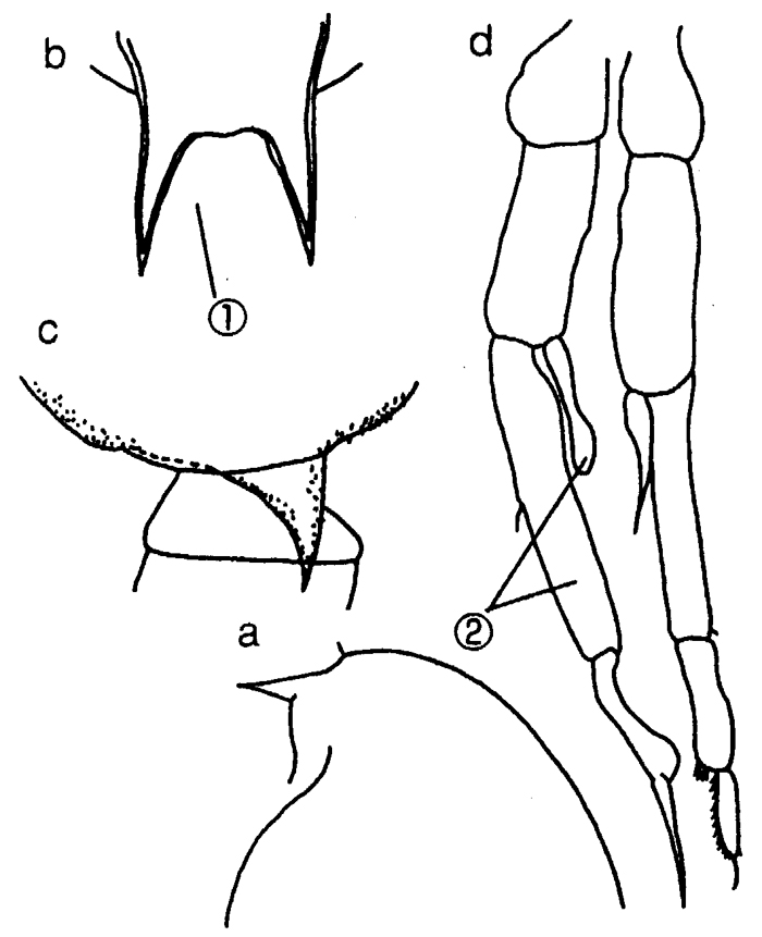 Species Aetideopsis cristata - Plate 5 of morphological figures