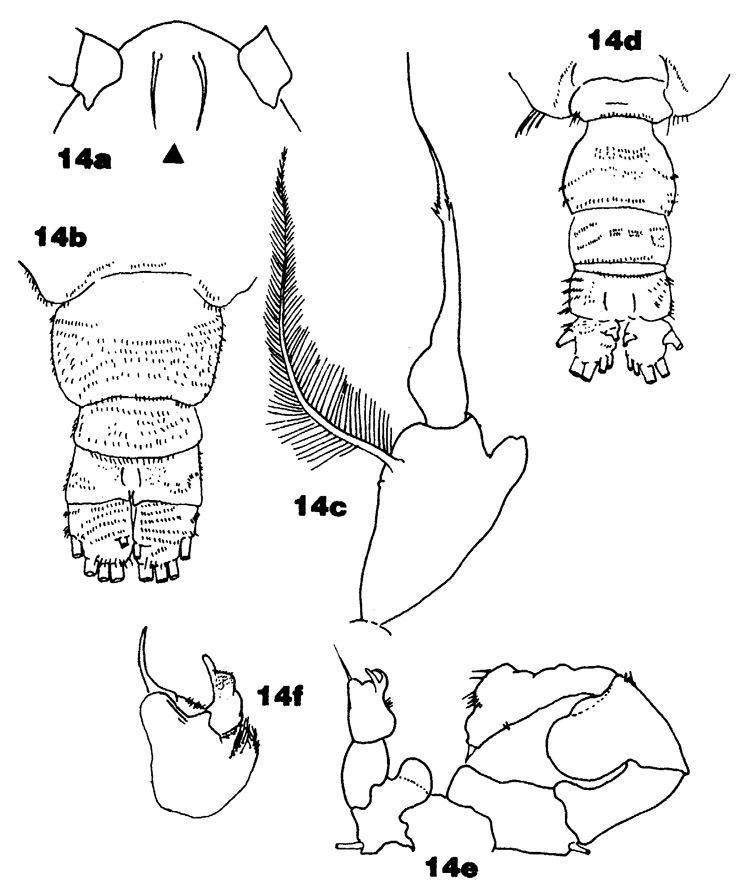 Species Acartia (Acanthacartia) tonsa - Plate 34 of morphological figures