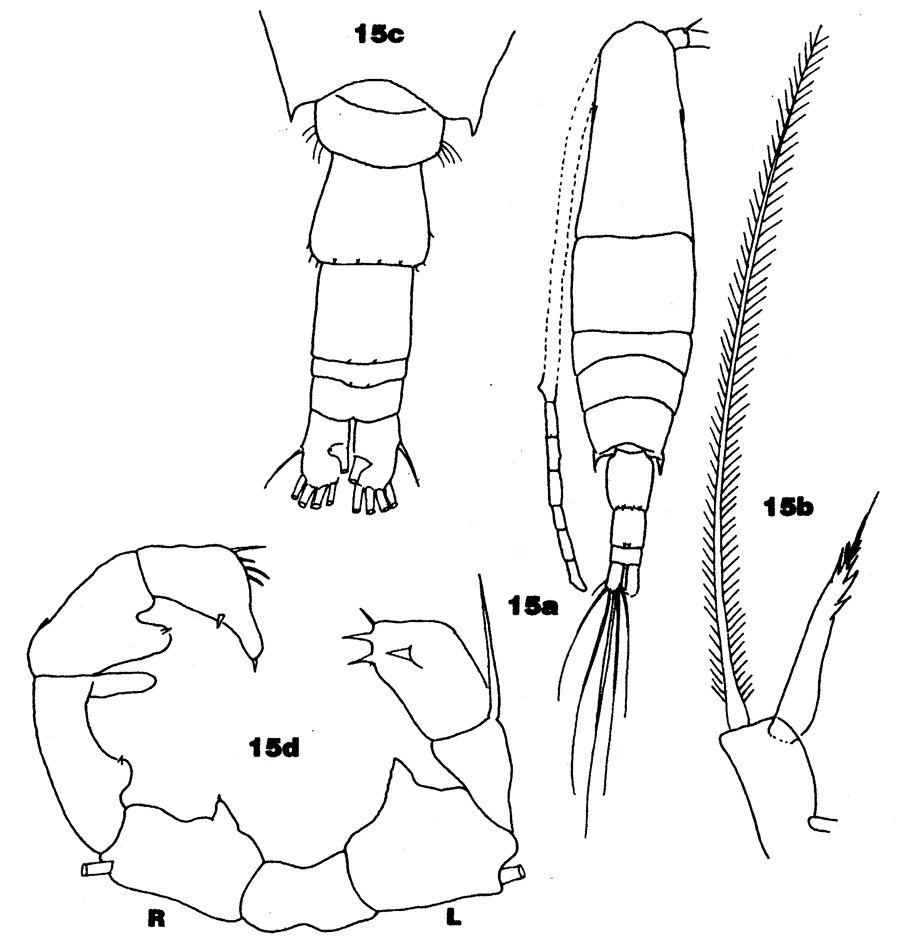 Espèce Acartia (Acartia) danae - Planche 16 de figures morphologiques