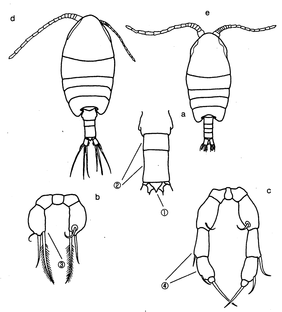 Species Metacalanus acutioperculum - Plate 4 of morphological figures