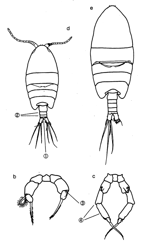 Espce Metacalanus curvirostris - Planche 5 de figures morphologiques