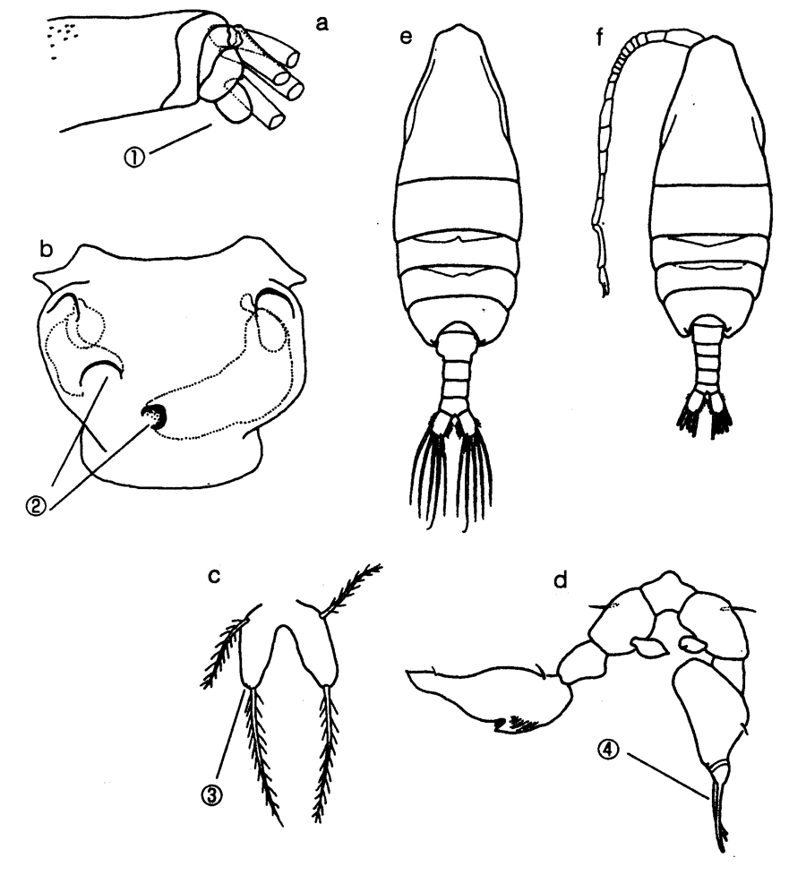 Espce Paraugaptilus buchani - Planche 11 de figures morphologiques