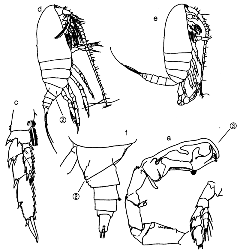 Species Cosmocalanus darwini - Plate 27 of morphological figures