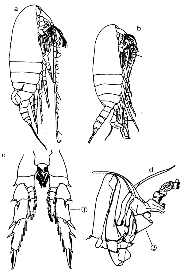 Species Undinula vulgaris - Plate 38 of morphological figures