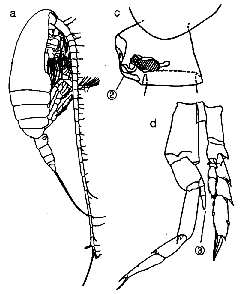 Species Neocalanus robustior - Plate 19 of morphological figures