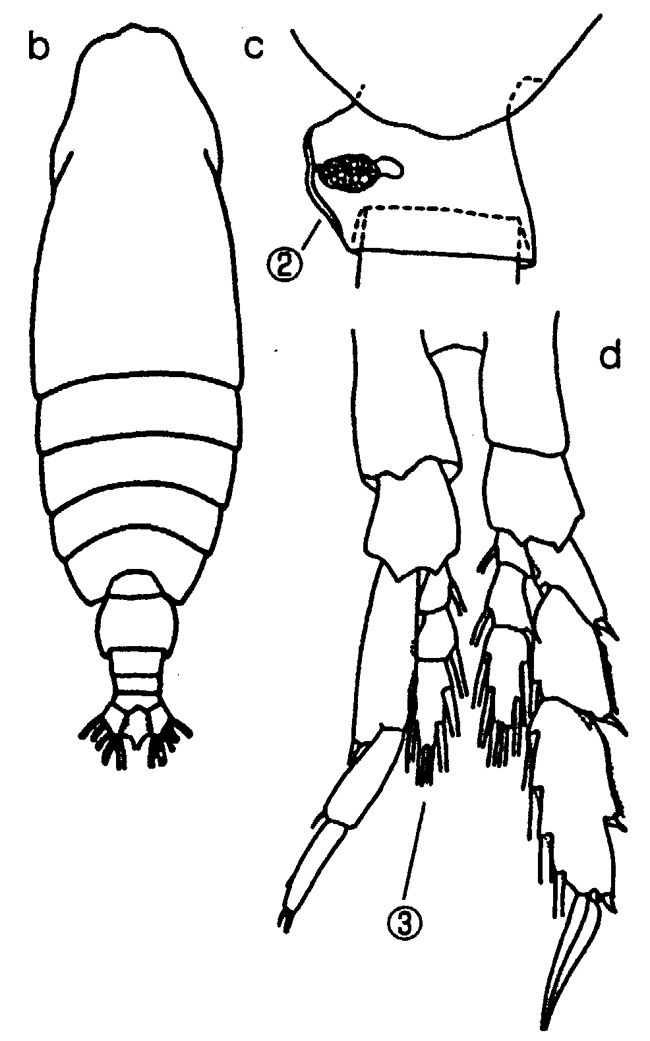 Espèce Neocalanus gracilis - Planche 44 de figures morphologiques
