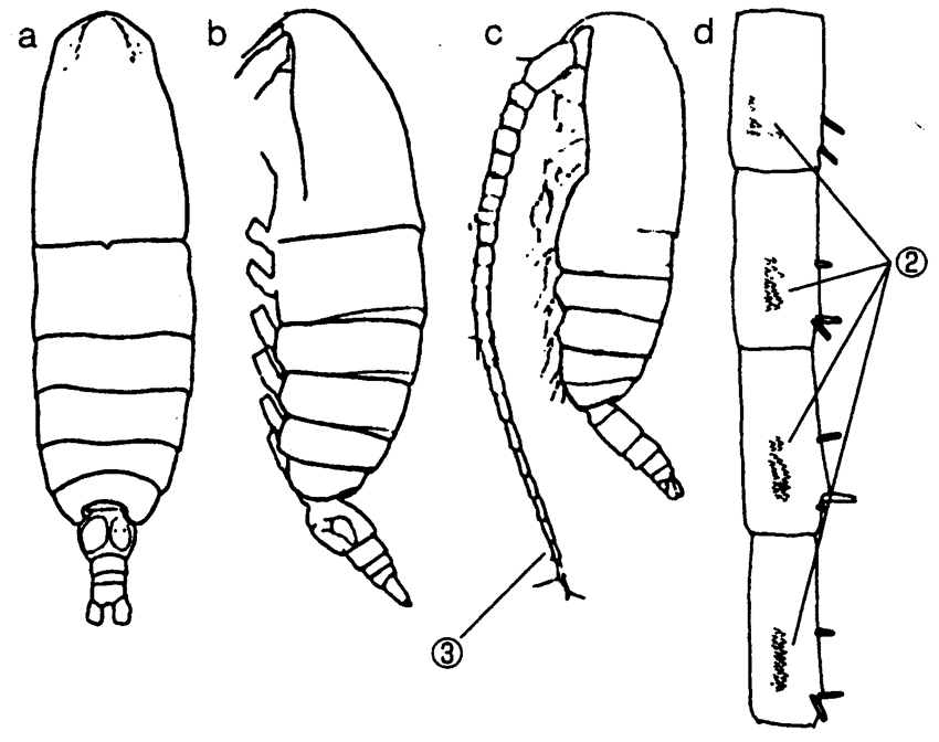 Species Neocalanus plumchrus - Plate 33 of morphological figures