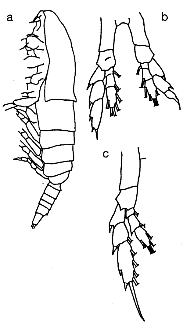 Espce Mesocalanus lighti - Planche 3 de figures morphologiques