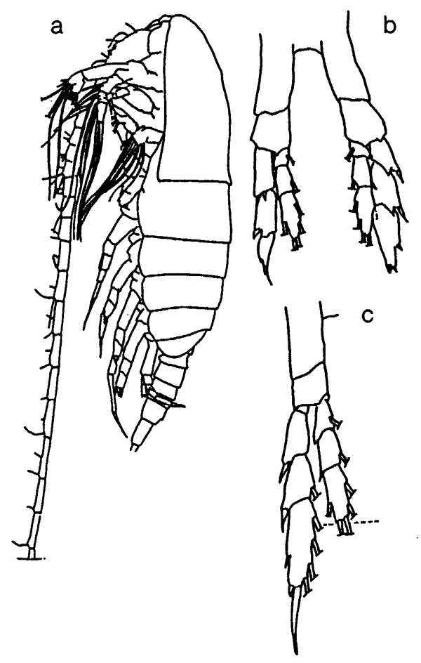 Espèce Mesocalanus tenuicornis - Planche 18 de figures morphologiques